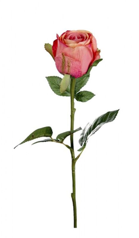 Rose rosa/orange