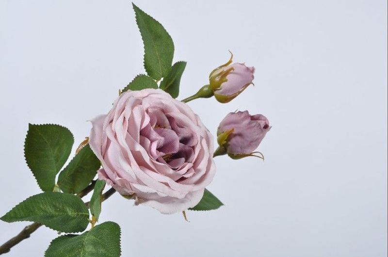 Rose Stem Lavend