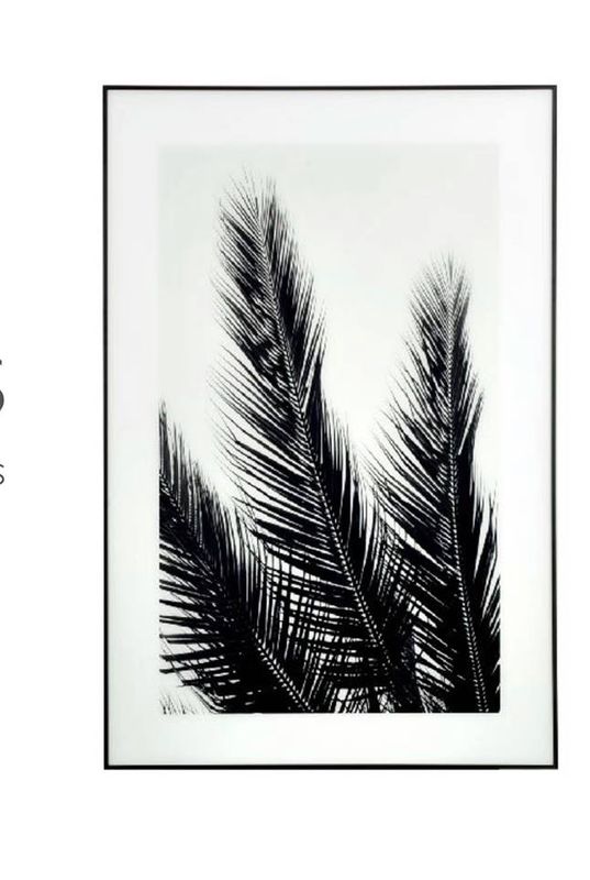 Black & White Palms