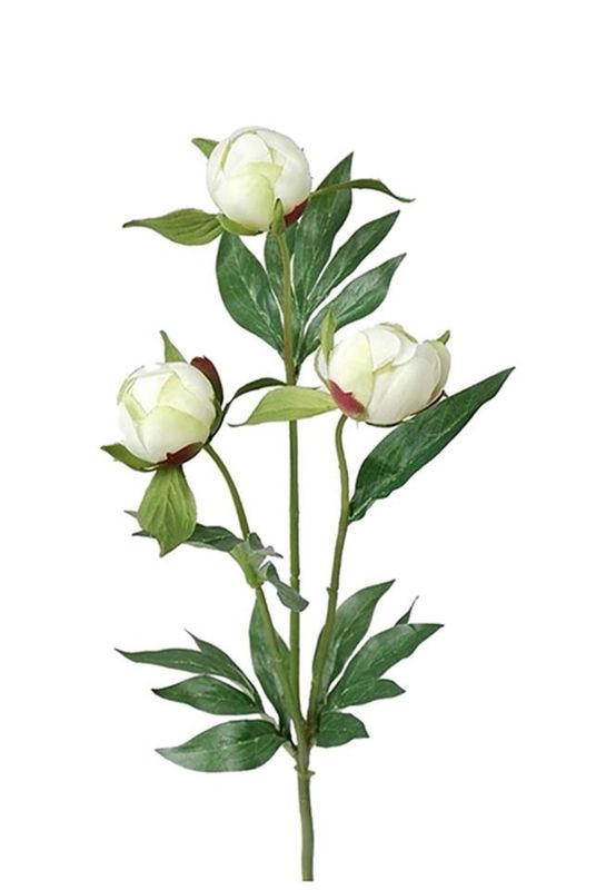 Pion knopp hvit snittblomst