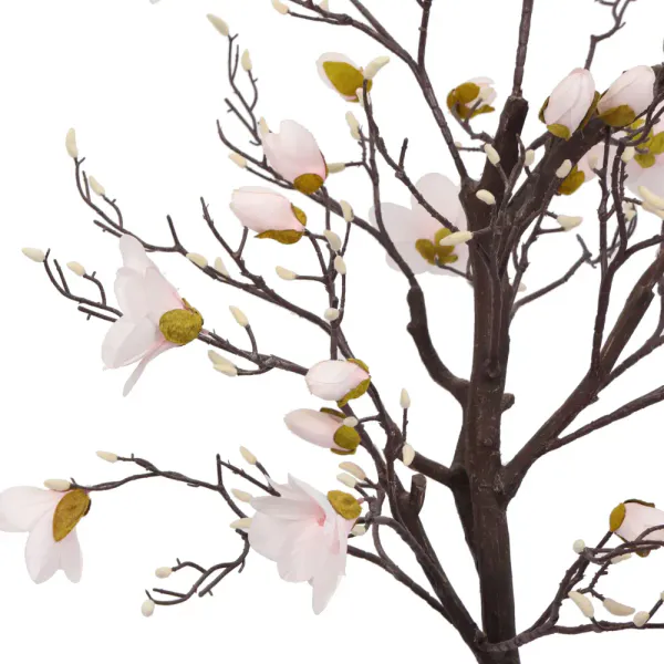 Magnolia Tree H: 150cm