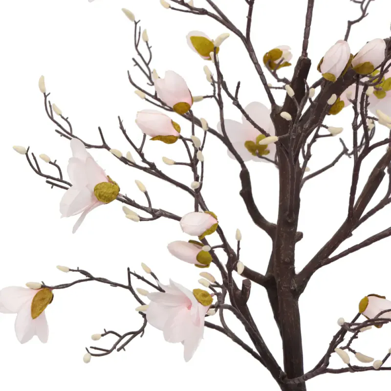 Magnolia Tree H: 150cm